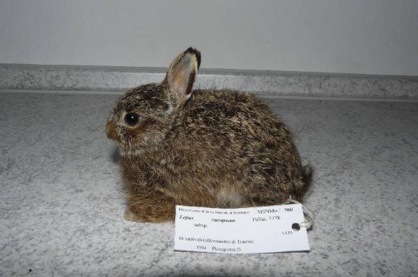 Lepus europaeus