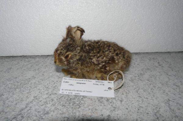 Lepus capensis