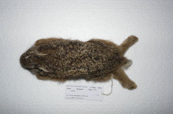 Lepus europaeus