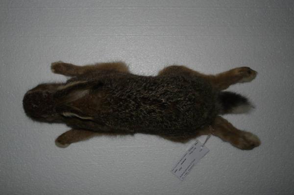 Lepus europaeus