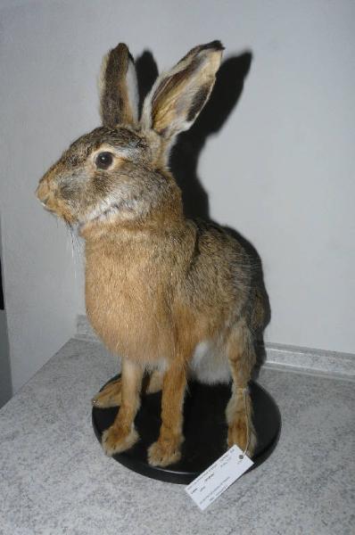 Lepus europaeus