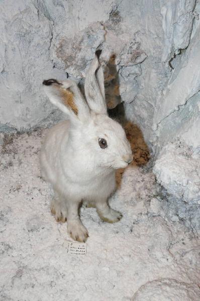 Lepus timidus