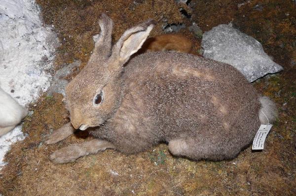 Lepus timidus