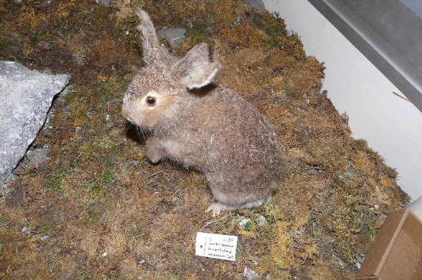 Lepus timidus