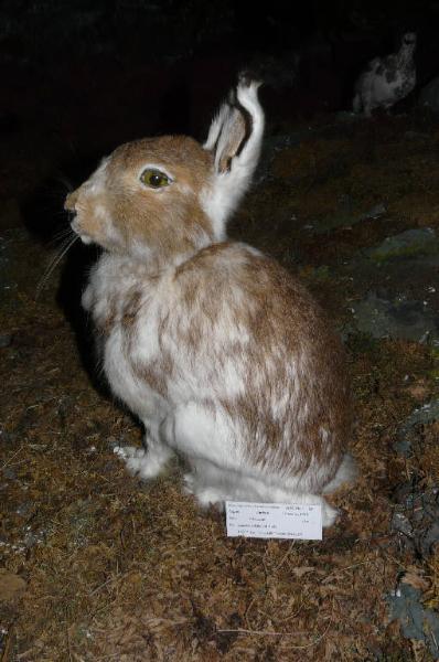 Lepus timidus