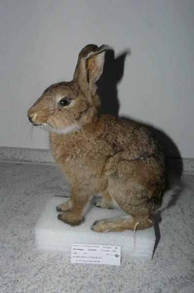 Oryctolagus cuniculus