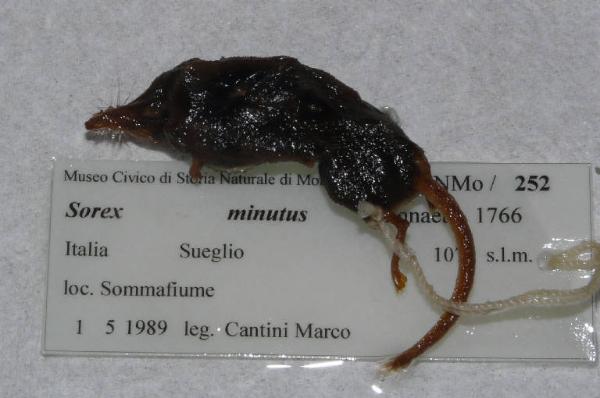 Sorex minutus