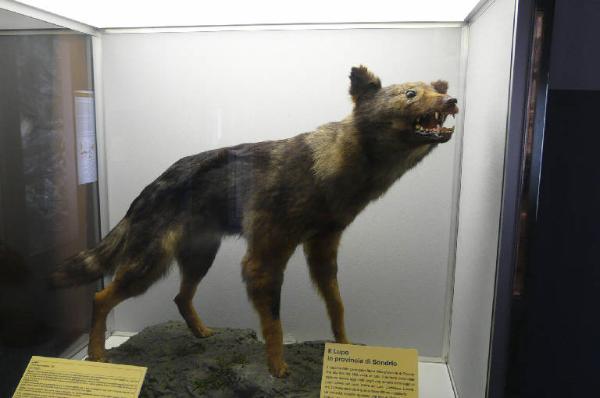 Canis lupus