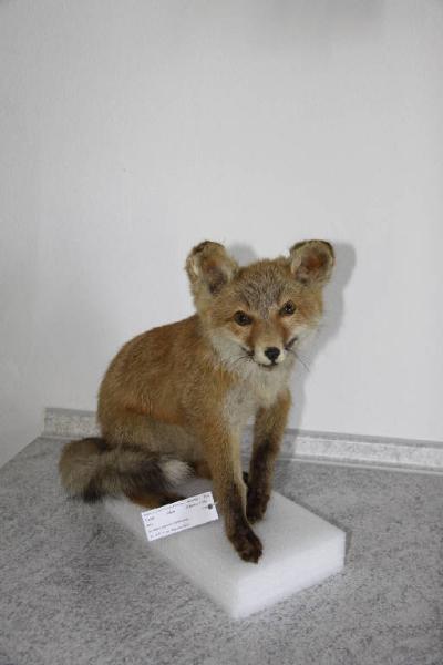 Vulpes vulpes