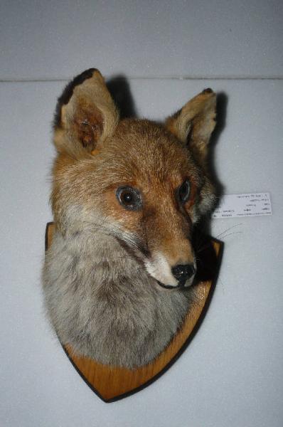 Vulpes vulpes