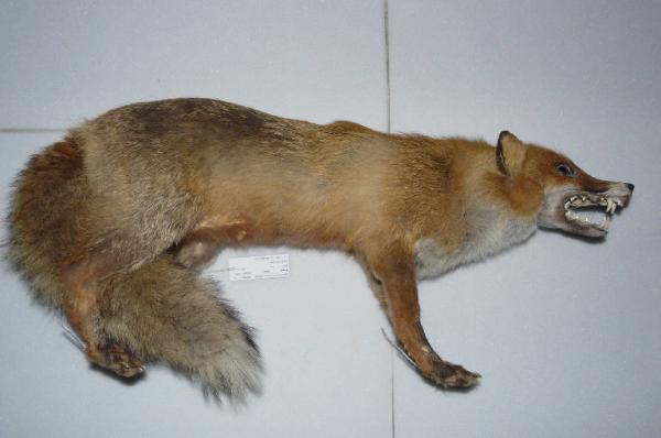 Vulpes vulpes