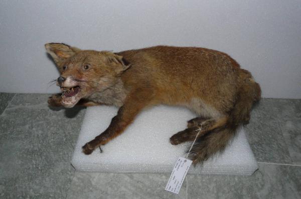 Vulpes vulpes