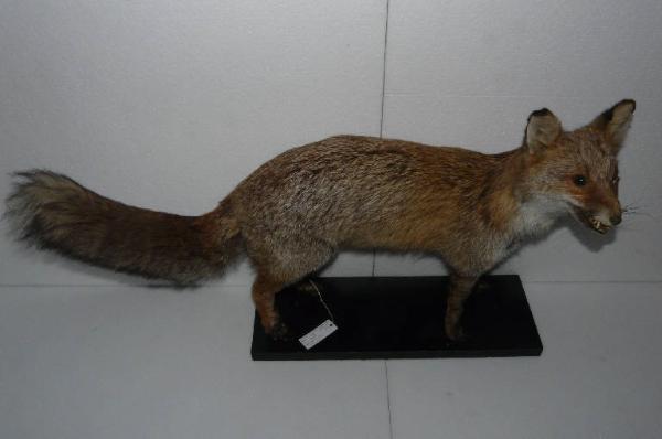 Vulpes vulpes