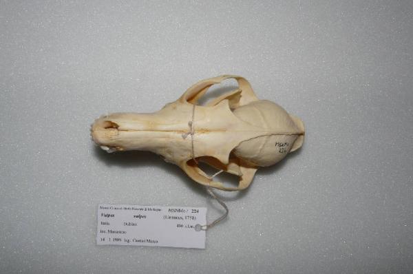 Vulpes vulpes