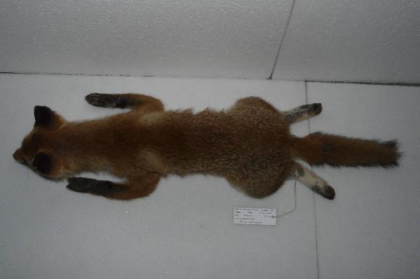 Vulpes vulpes