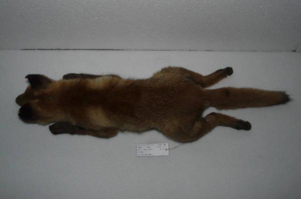 Vulpes vulpes