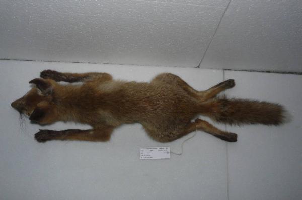 Vulpes vulpes