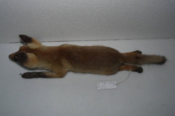 Vulpes vulpes