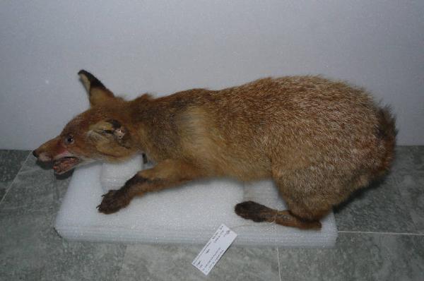 Vulpes vulpes