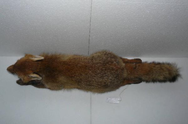 Vulpes vulpes