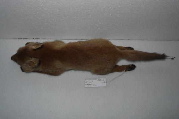 Vulpes vulpes