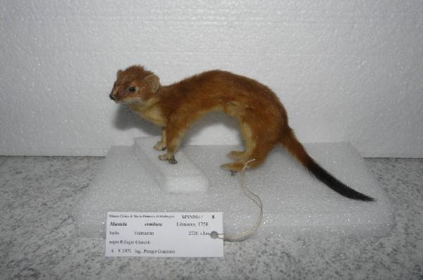 Mustela erminea