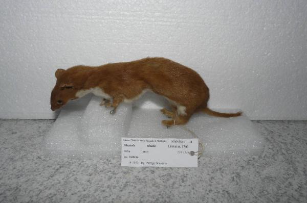 Mustela nivalis