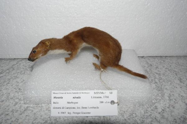 Mustela nivalis