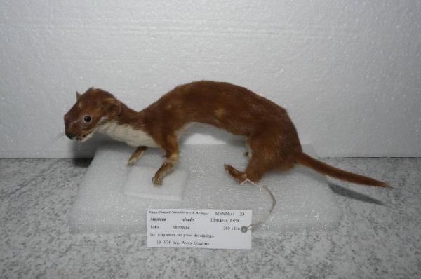 Mustela nivalis