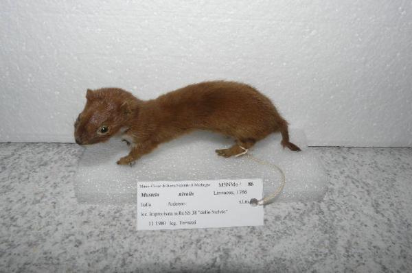 Mustela nivalis