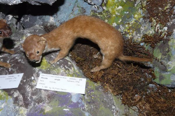 Mustela nivalis