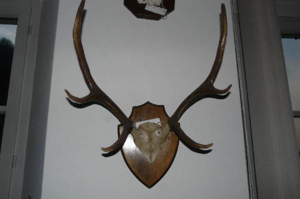 Cervus elaphus