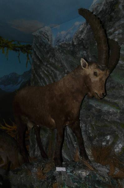 Capra ibex