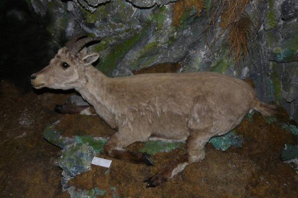 Capra ibex