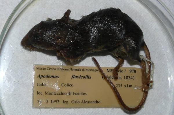 Apodemus flavicollis