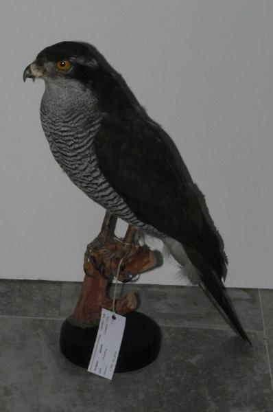 Accipiter gentilis