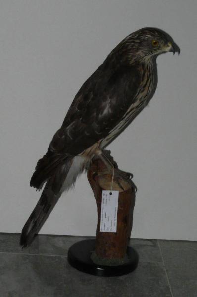 Accipiter gentilis