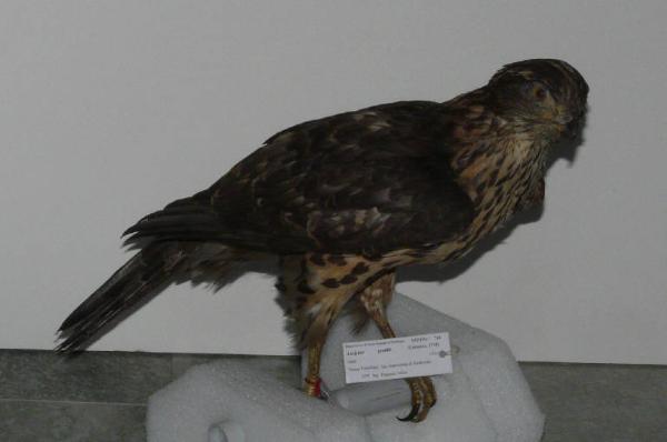 Accipiter gentilis