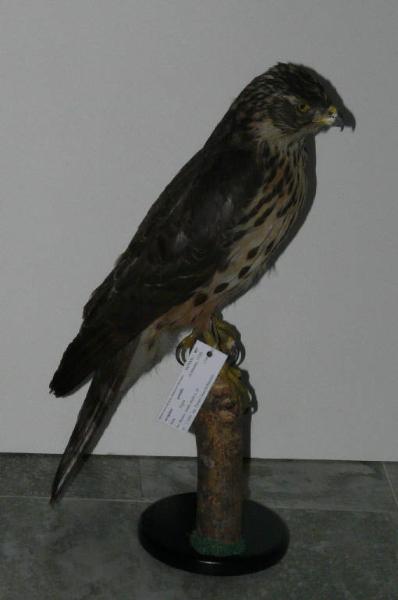 Accipiter gentilis