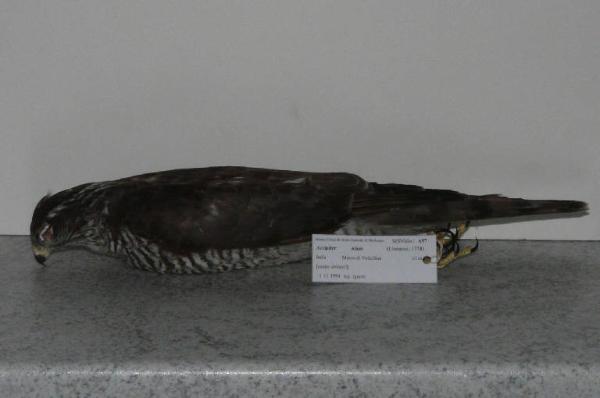 Accipiter nisus