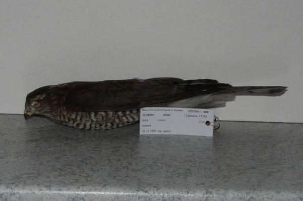 Accipiter nisus