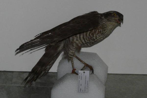 Accipiter nisus