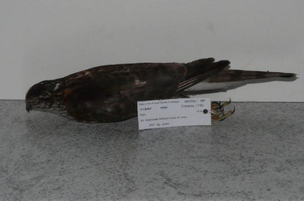 Accipiter nisus