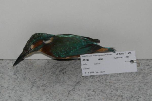 Alcedo atthis