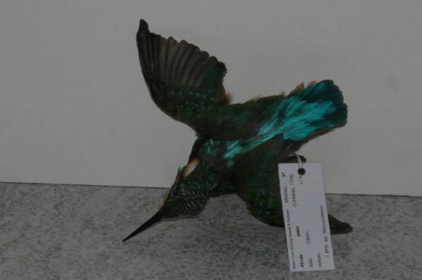 Alcedo atthis