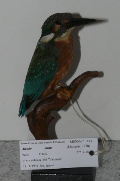 Alcedo atthis