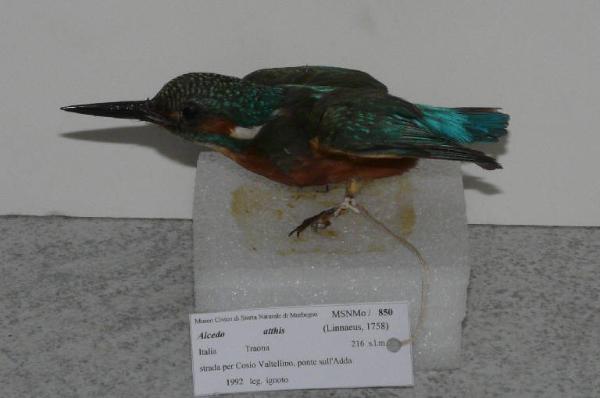 Alcedo atthis