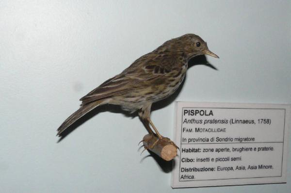 Anthus pratensis