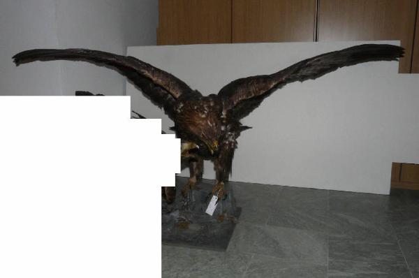 Aquila chrysaetos