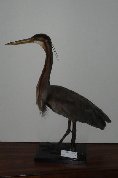 Ardea purpurea